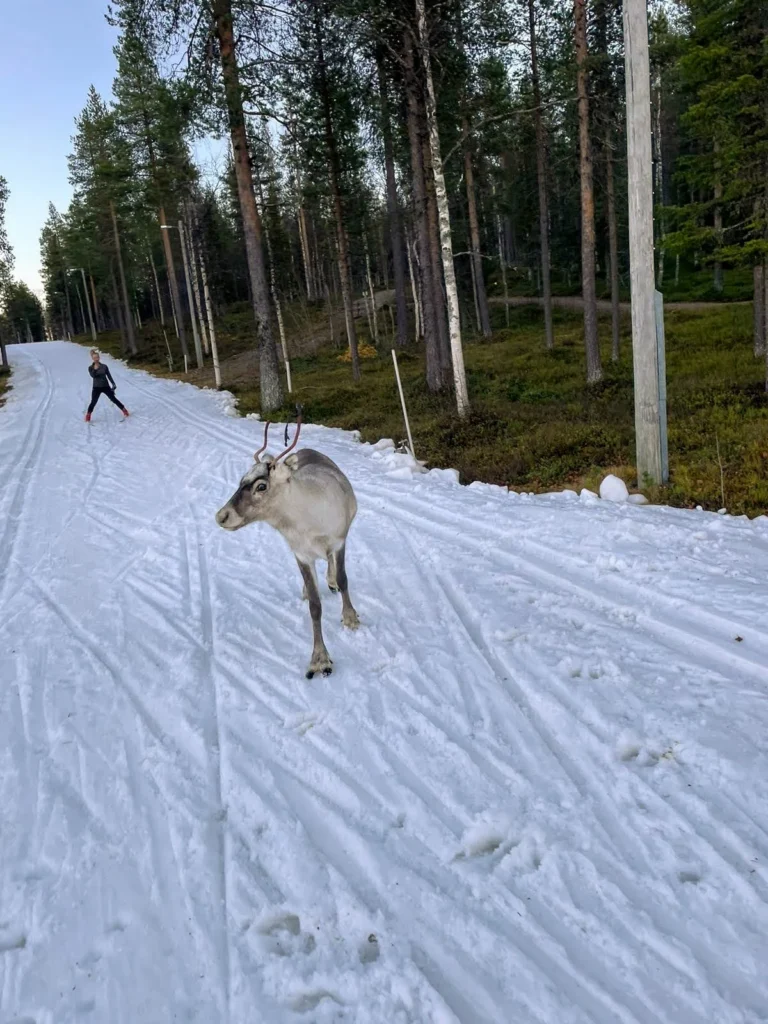 Poro ja hiihtäjä kohtaavat