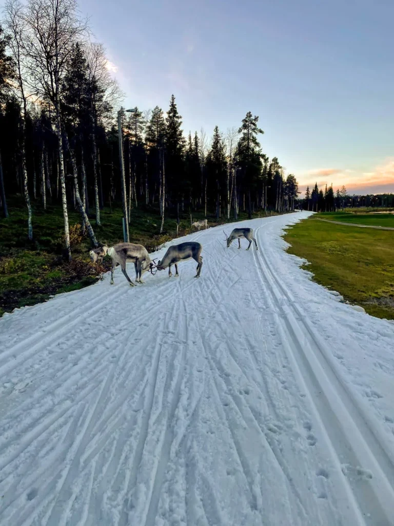 Poroja ladulla Levi Golfilla