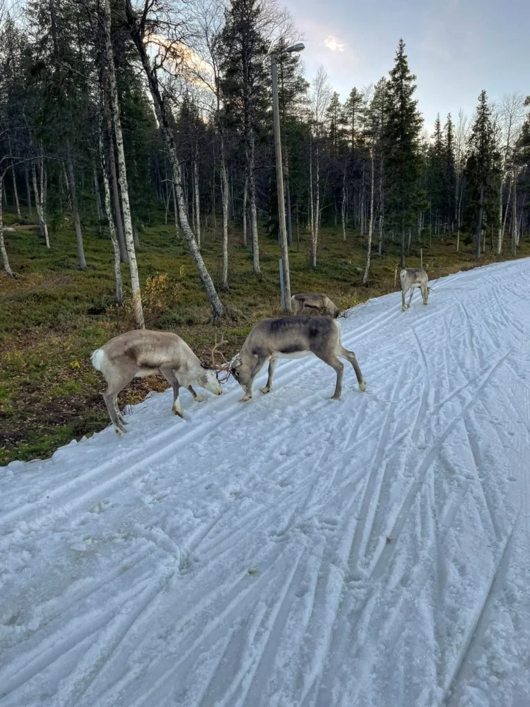 Porot ovat tuttuja vierailijoita